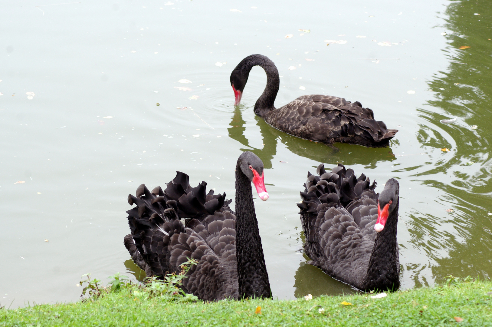 Les trois cygnes noirs