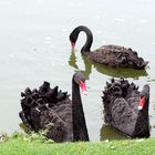 Les trois cygnes noirs