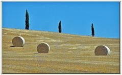 Les trois cyprès......en trois couleurs....(copertina )