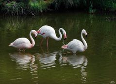 Les trois flamants .