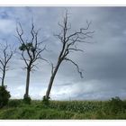 Les trois frères