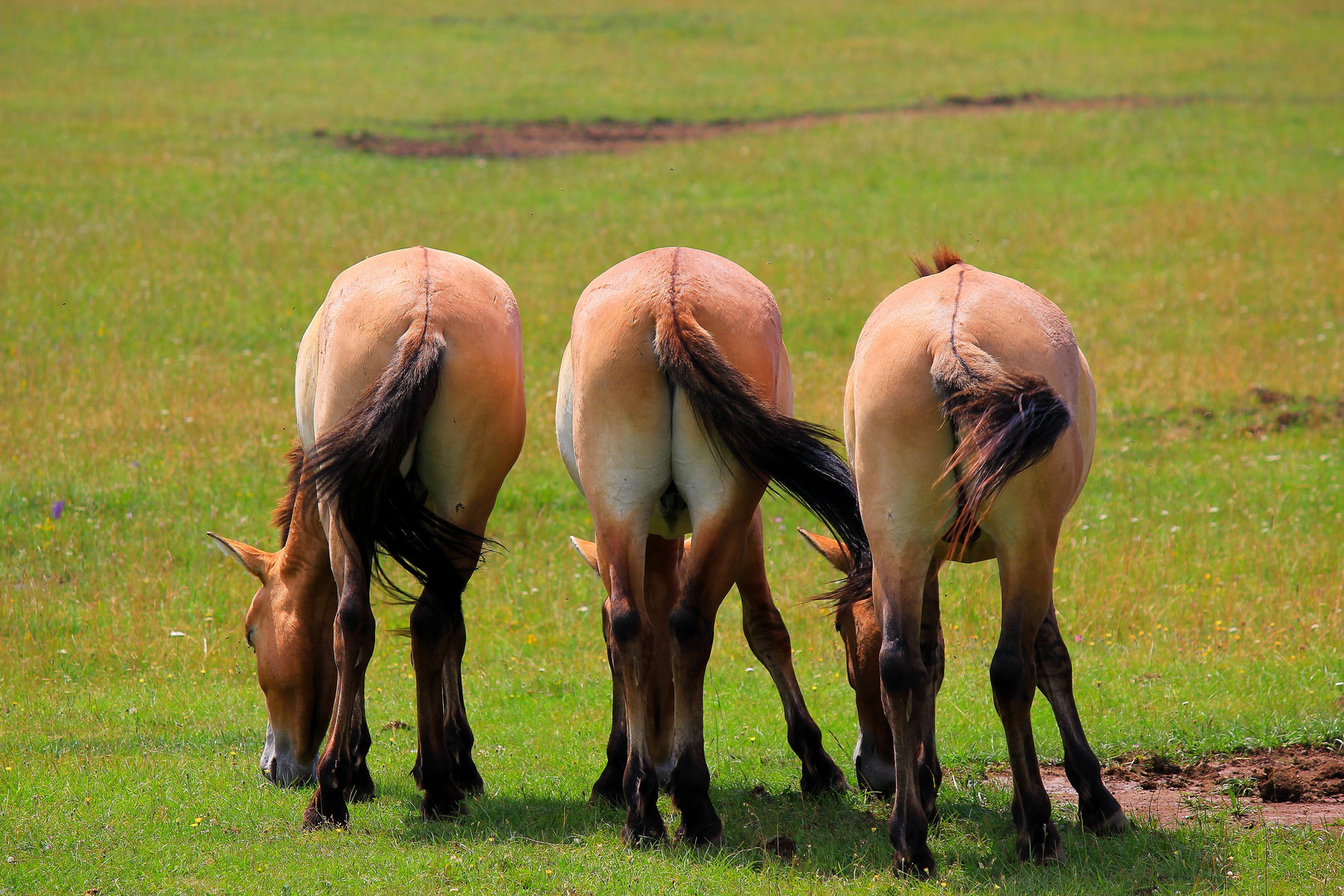 Les trois frères (chevaux de Przewalski)