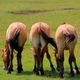 Les trois frres (chevaux de Przewalski)