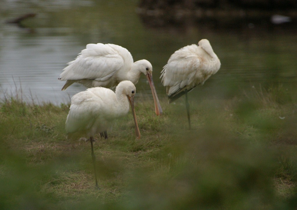 Les  trois  gracieuses.