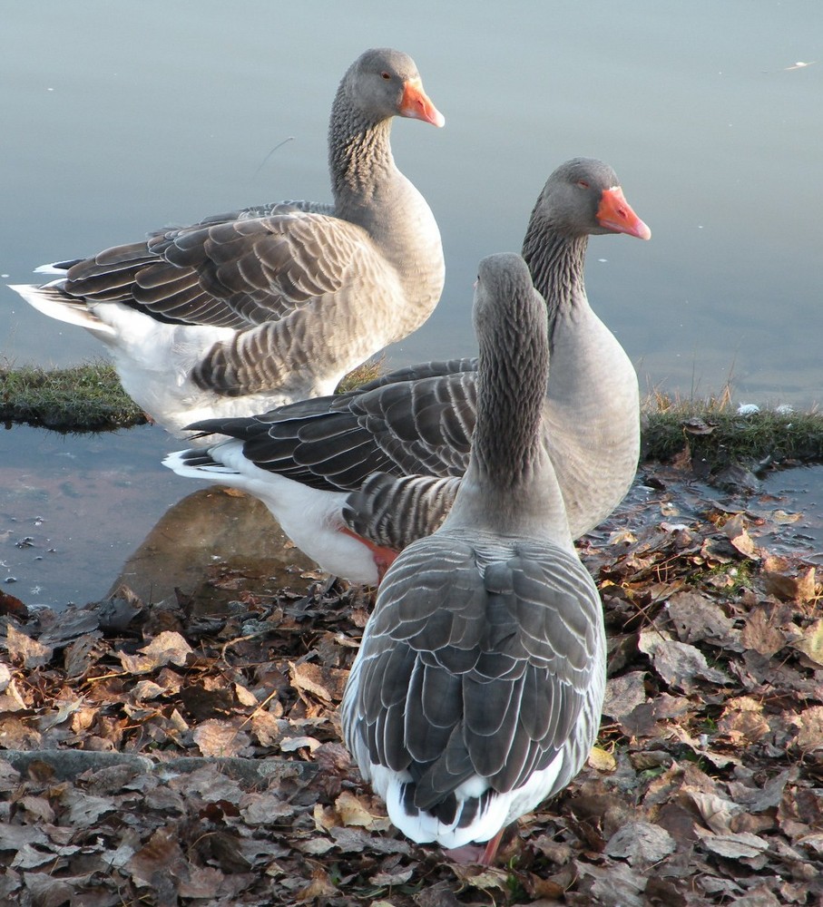 Les trois "grasses" !