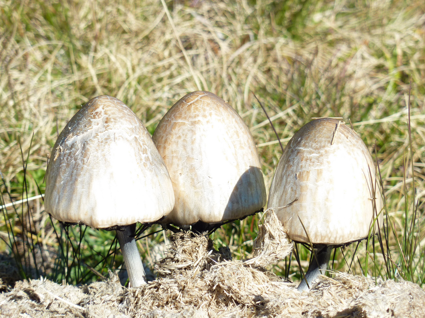 Les trois grâces