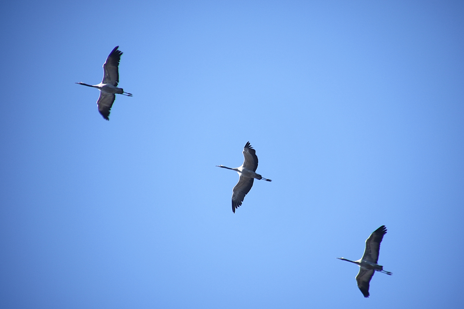 les trois grues !