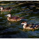 les trois  mousquetaires au bain....