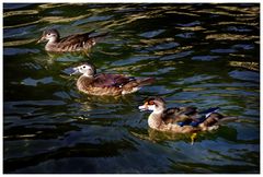 les trois  mousquetaires au bain....