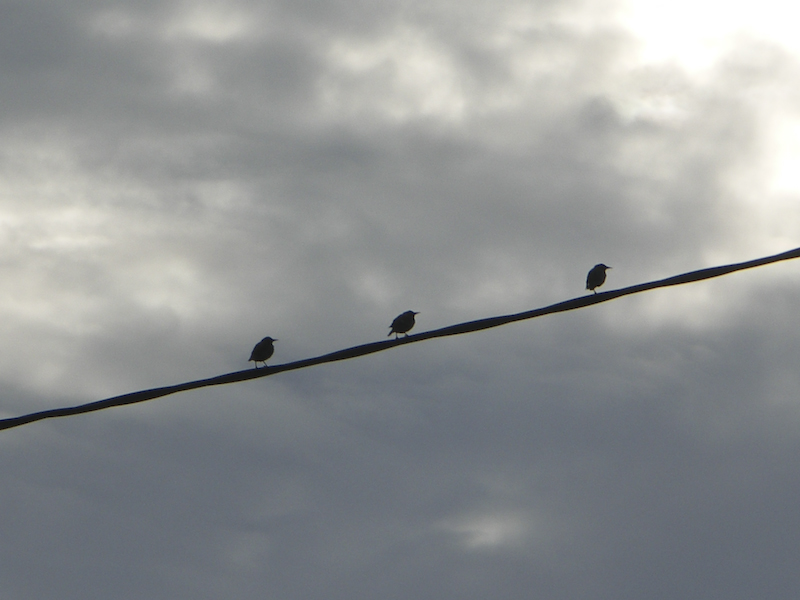 Les trois oiseaux