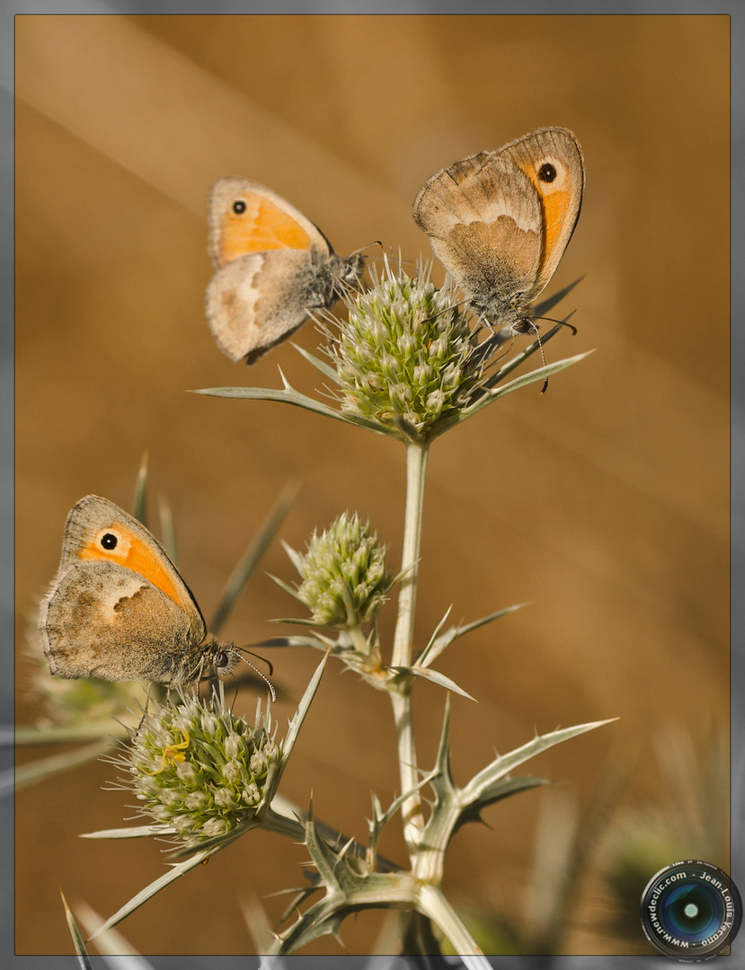 Les trois papillons