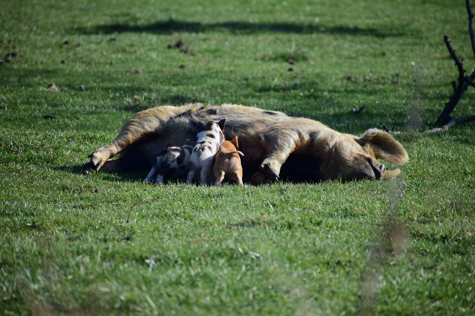 Les trois petits cochons 