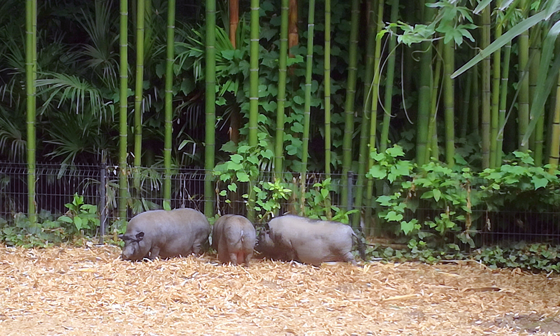 Les trois petits cochons, version asiatique !