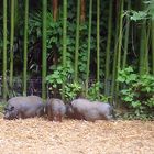 Les trois petits cochons, version asiatique !