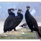 Les trois Punks de la digue !!!