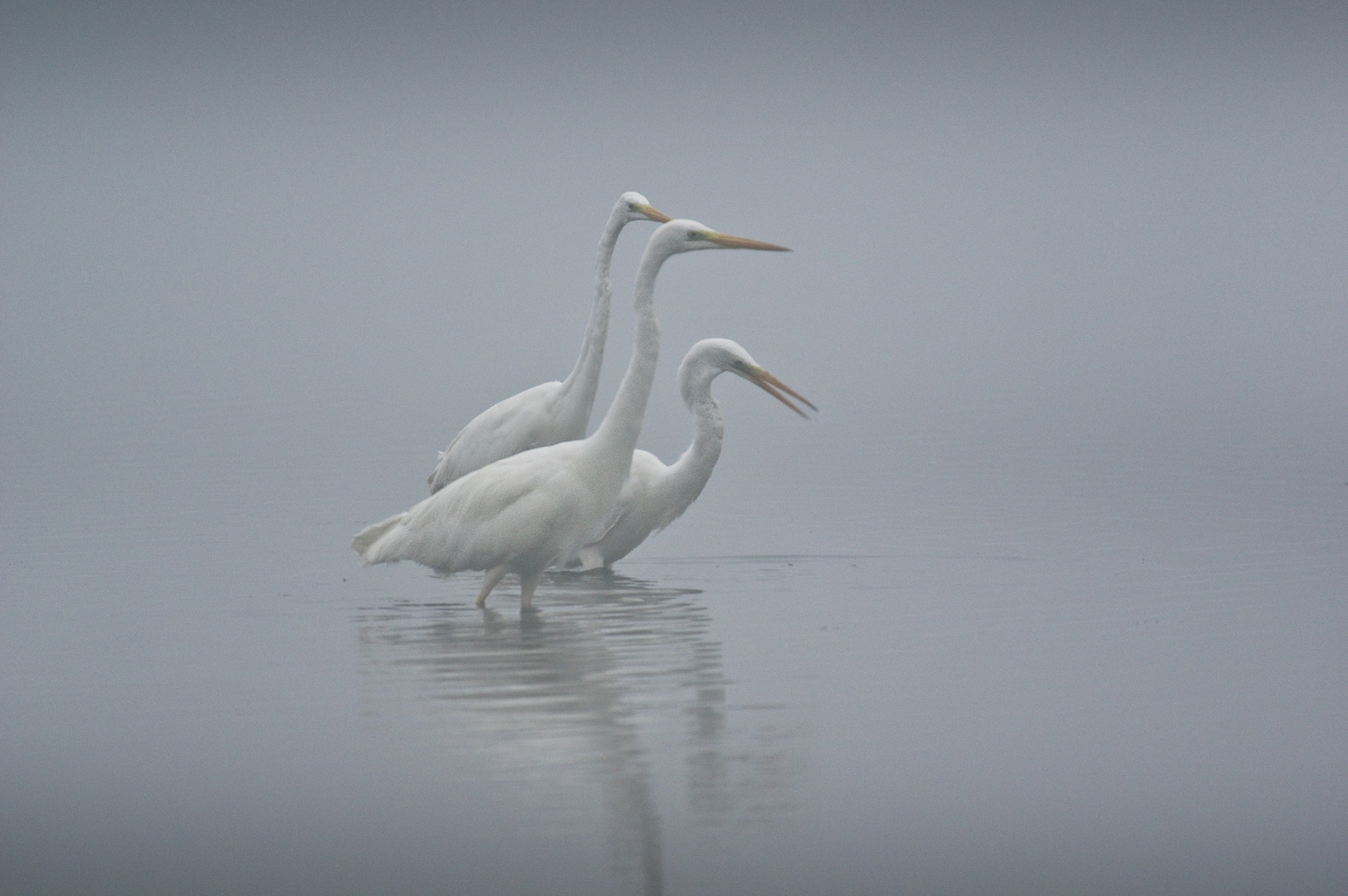 Les trois sœurs, aigrettes dans la brume