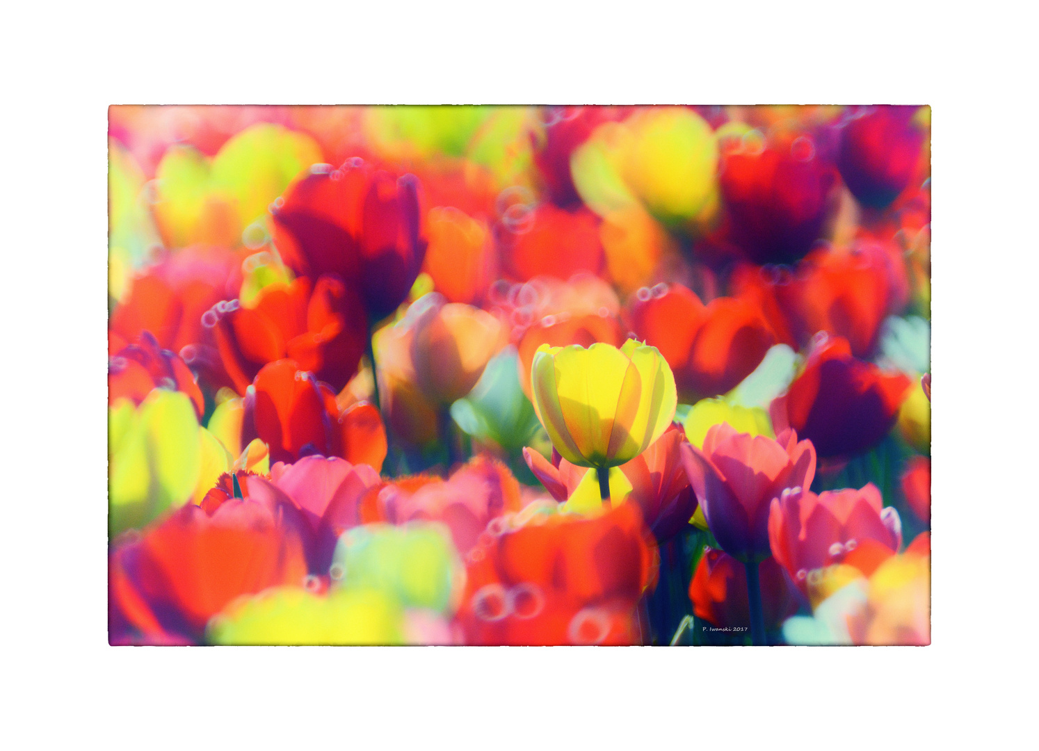 Les Tulipes