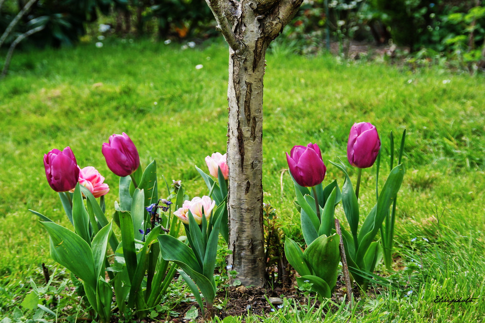 Les tulipes 