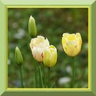 Les tulipes .... au jardin 