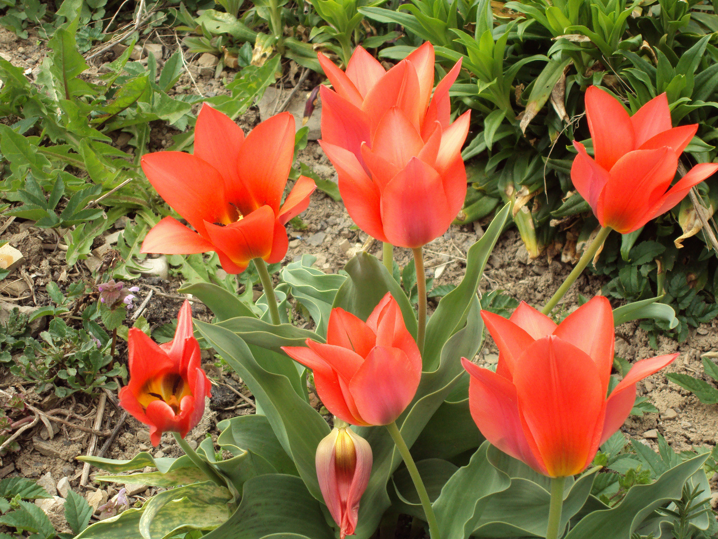 les tulipes