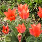 les tulipes