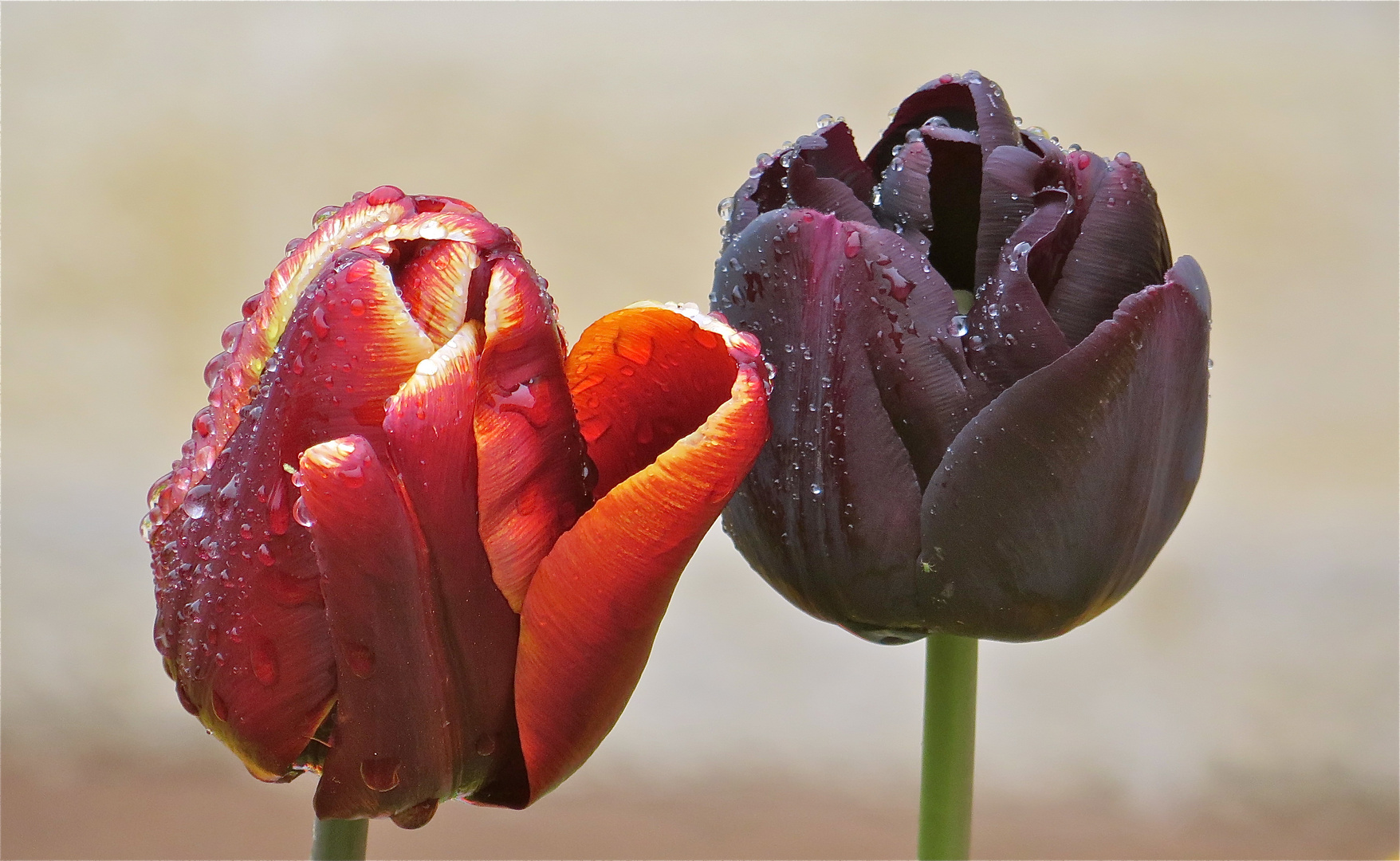 ...les Tulipes dans le pluie -1- !!!...