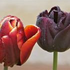 ...les Tulipes dans le pluie -1- !!!...