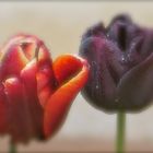 ...les Tulipes dans le pluie !!!...