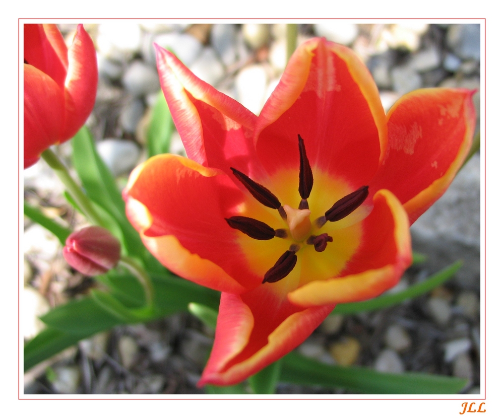 Les Tulipes de mon Jardin