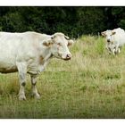 les vaches