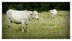 les vaches