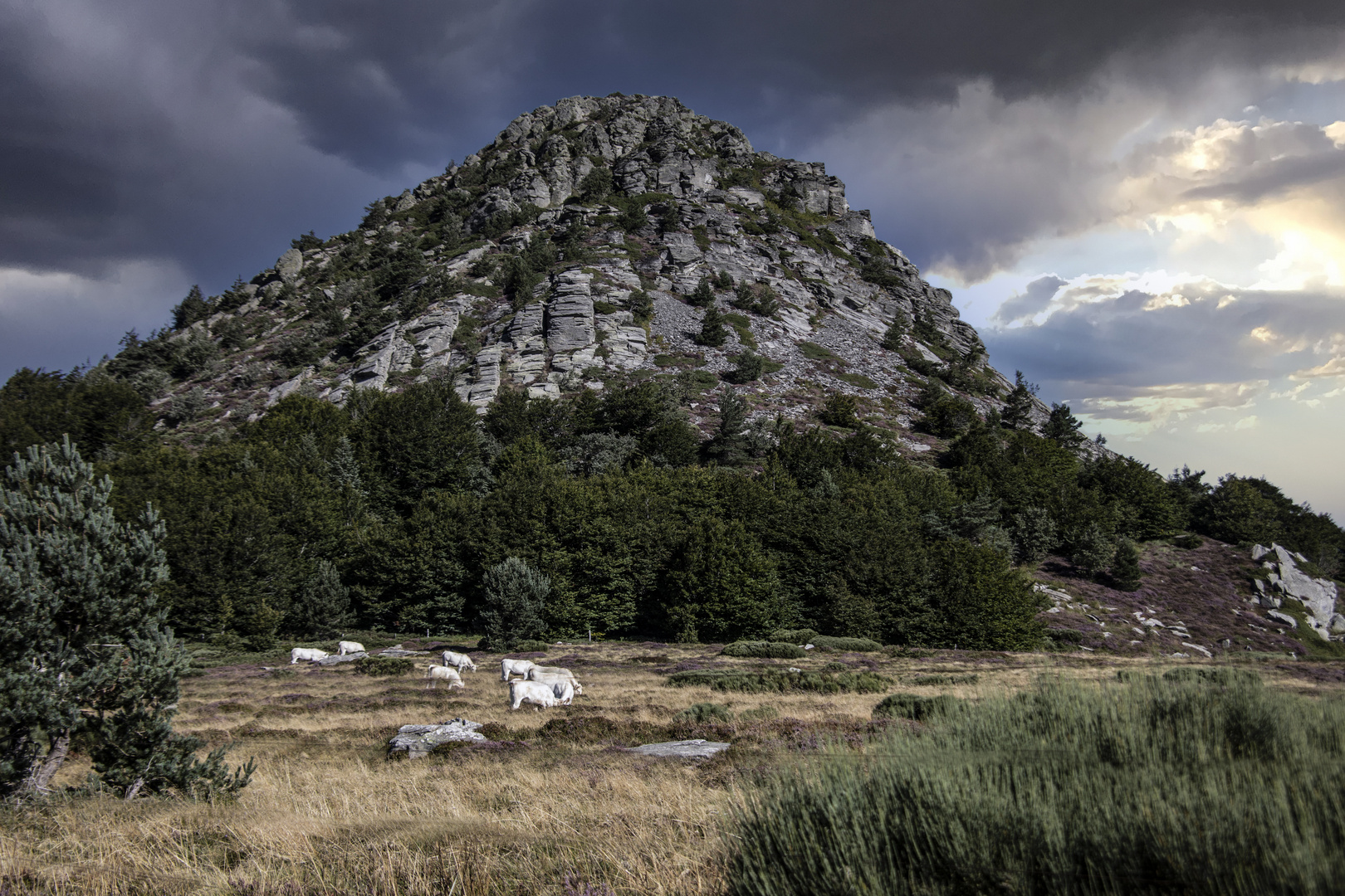 Les vaches blanches.