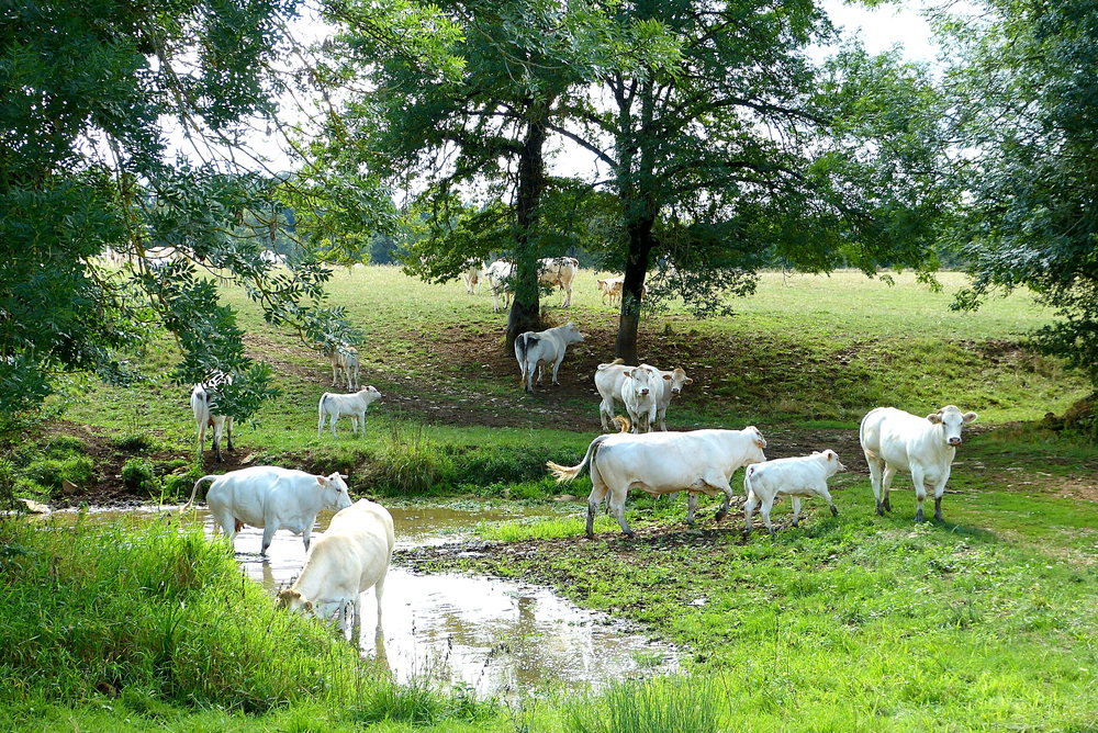 Les vaches de Francis à Martiel (Aveyron)