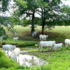 Les vaches de Francis à Martiel (Aveyron)