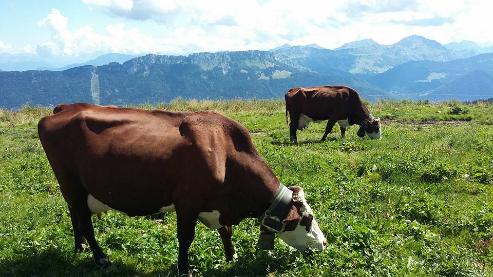Les vaches de la Savoie 
