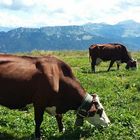 Les vaches de la Savoie 