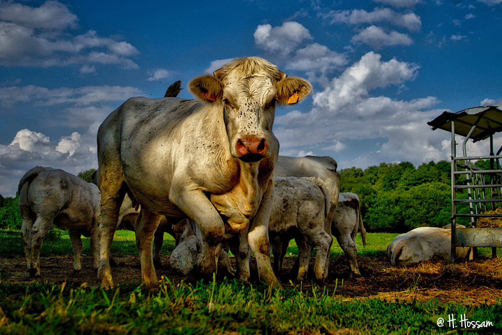 Les Vaches de Nicolas 