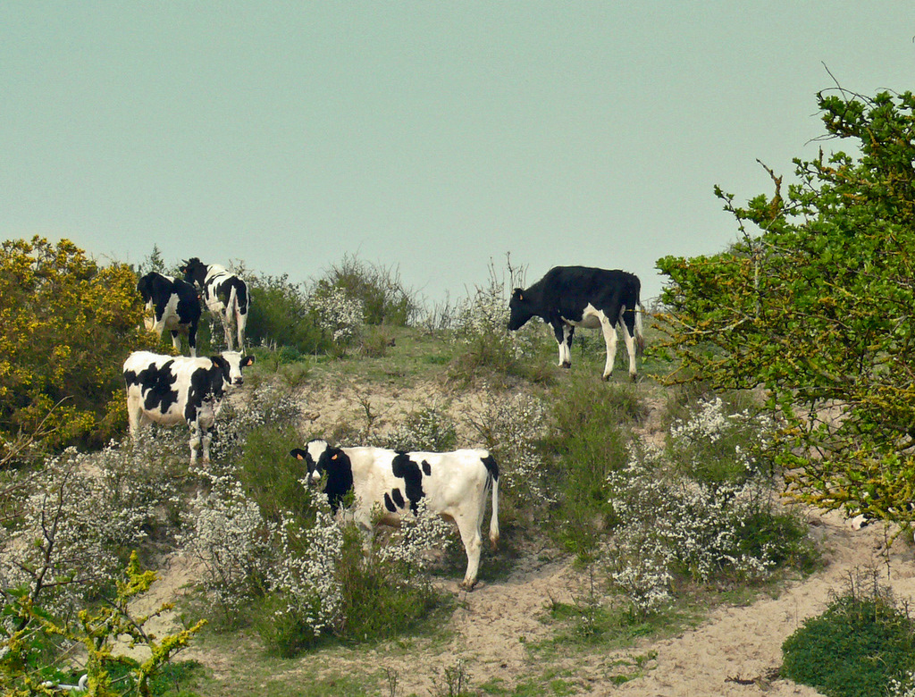 Les vaches du bord de mer