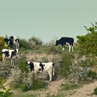 Les vaches du bord de mer