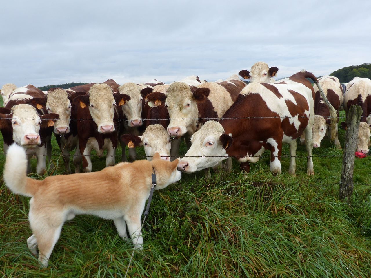 les vaches et titi