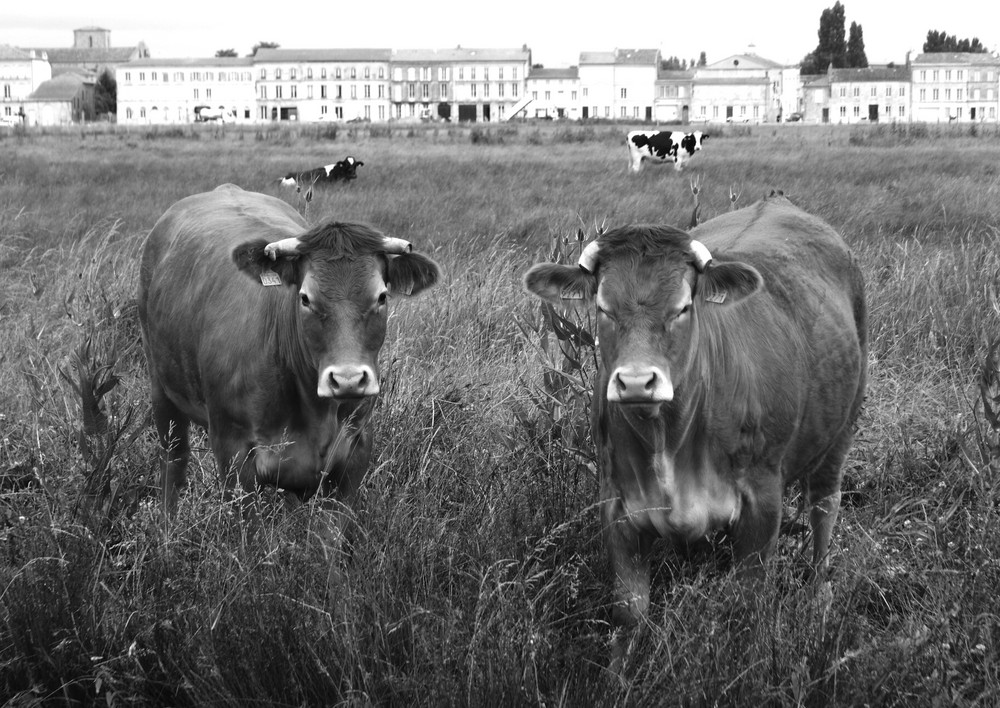 Les vaches