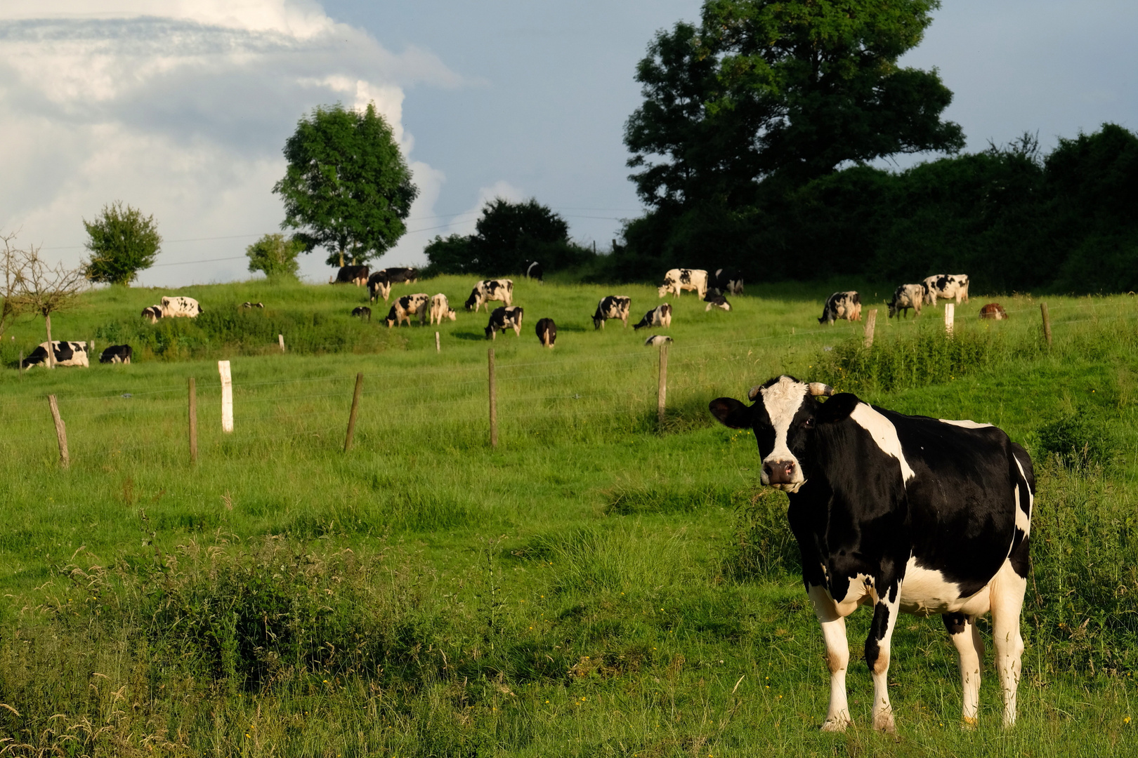 les vaches normandes 