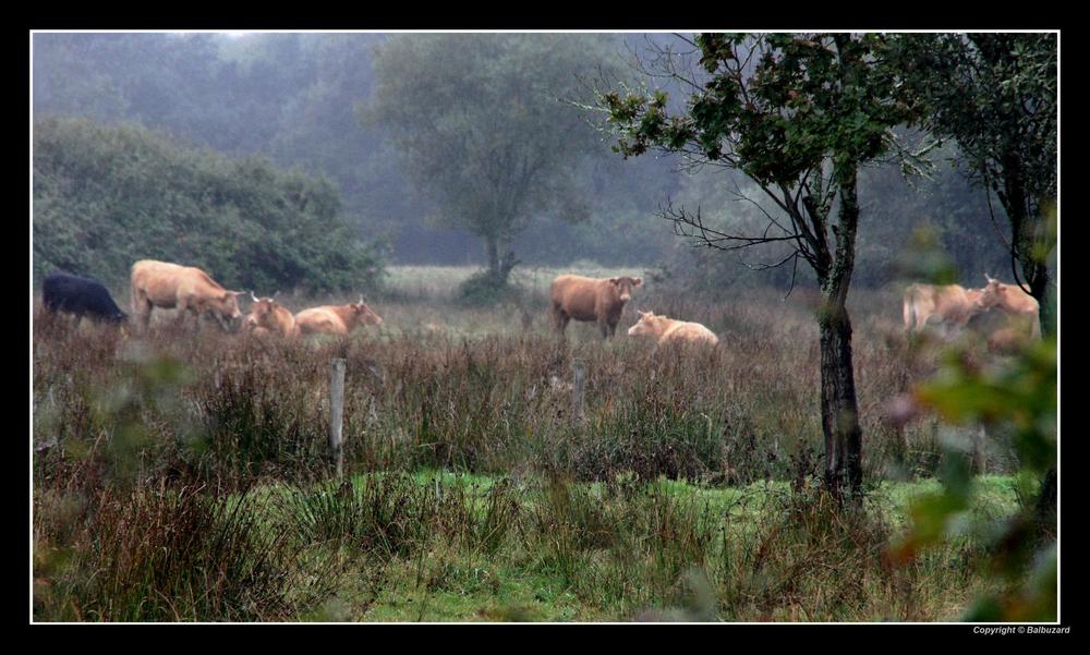 " Les vaches sous la pluie dans les marais de mousterlin "