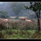 " Les vaches sous la pluie dans les marais de mousterlin "