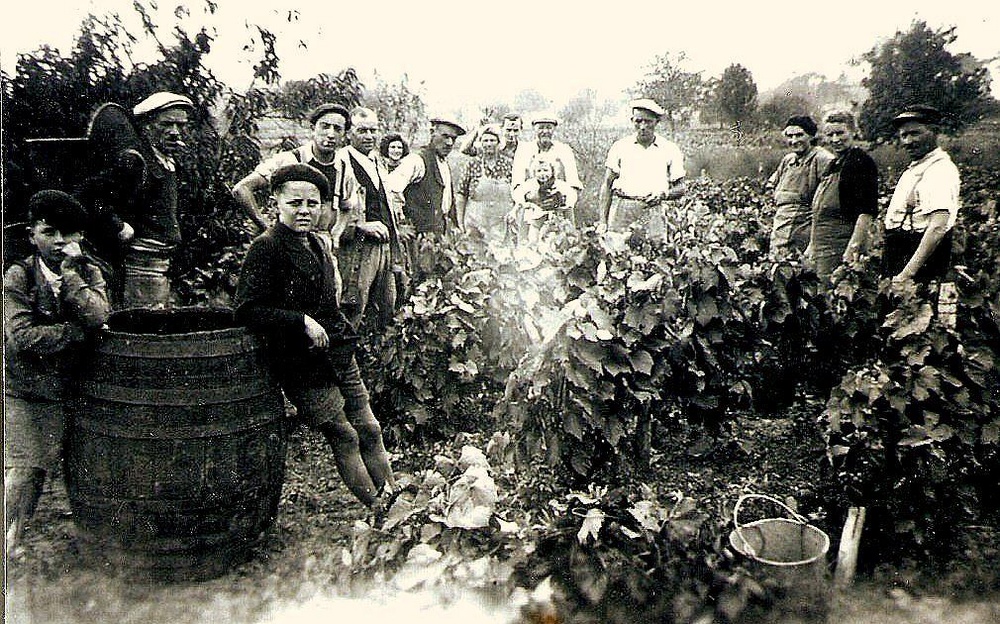 LES VENDANGES !! ( 1950)