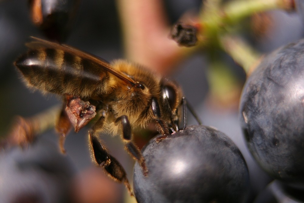 les vendanges!