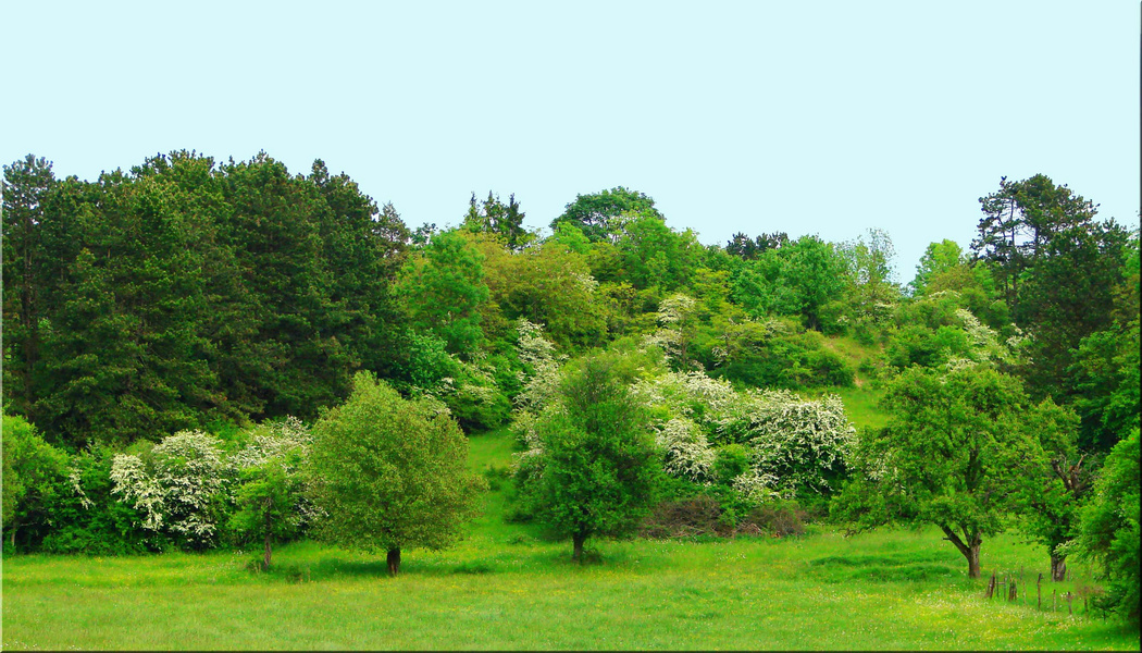  Les verts du printemps