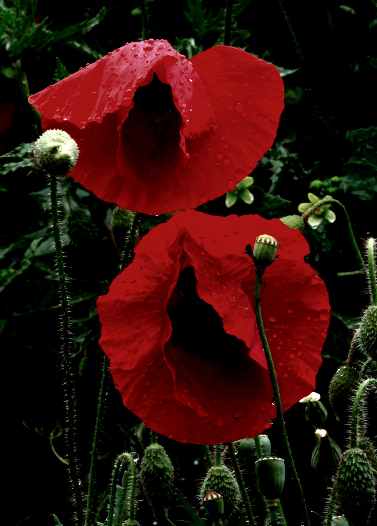 les Veuves Rouges