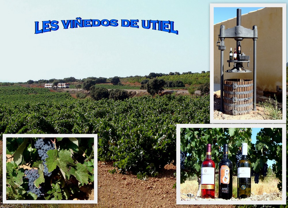 Les viñedos de Utiel