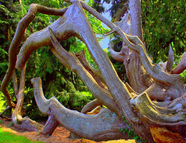 Les vieilles branches torses 